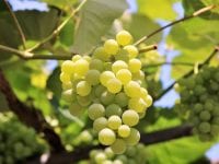 Vidunderlige vine fra Alsace