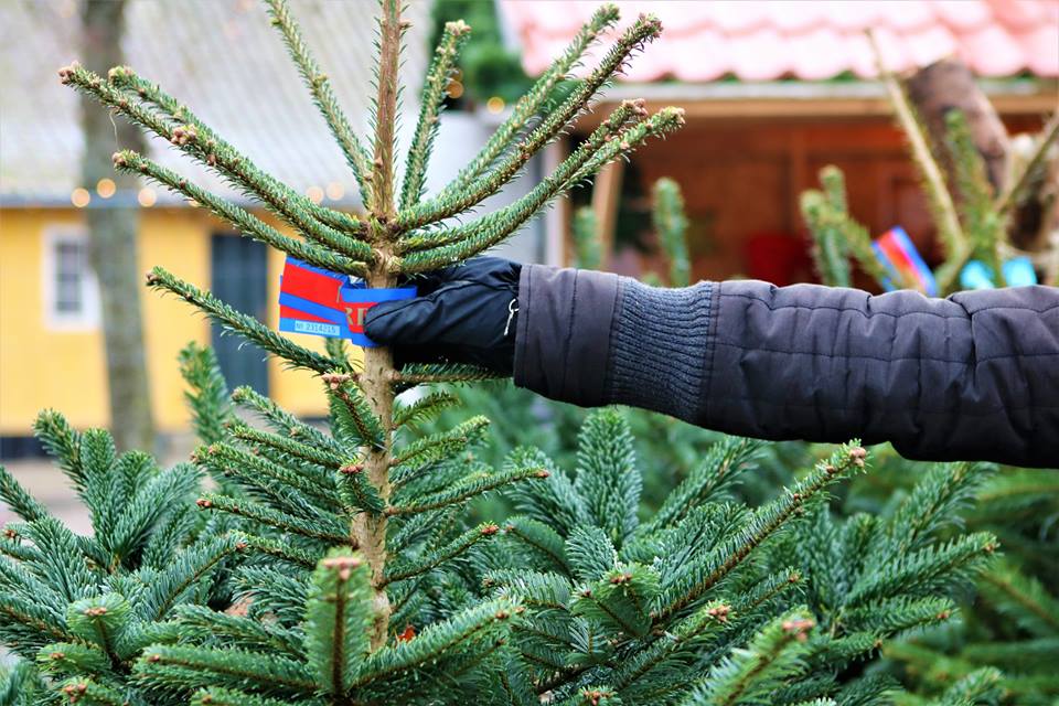 Juletog Køge-Rødvig og retur med juletræsfældning