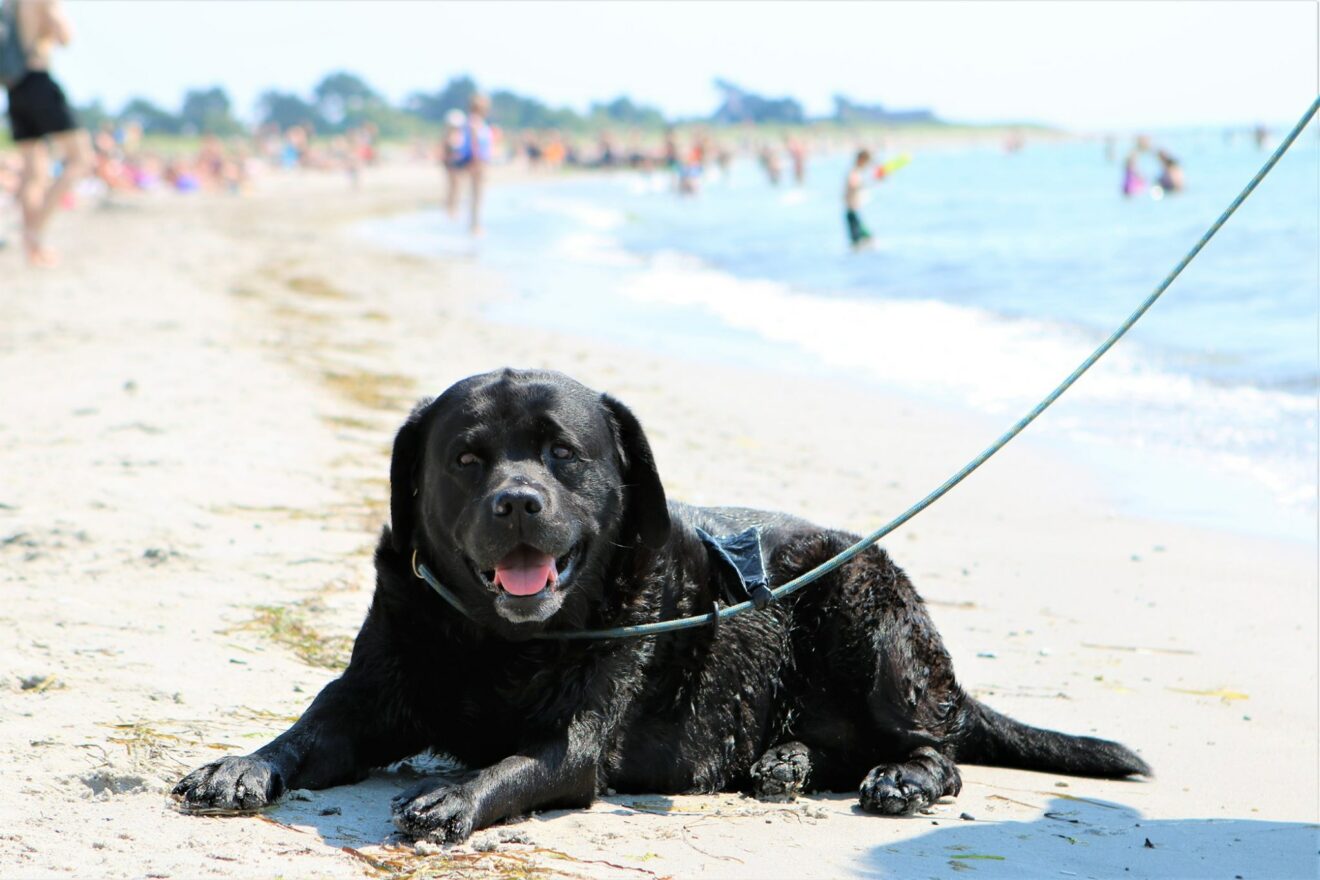 1. oktober må hunden være løs på stranden