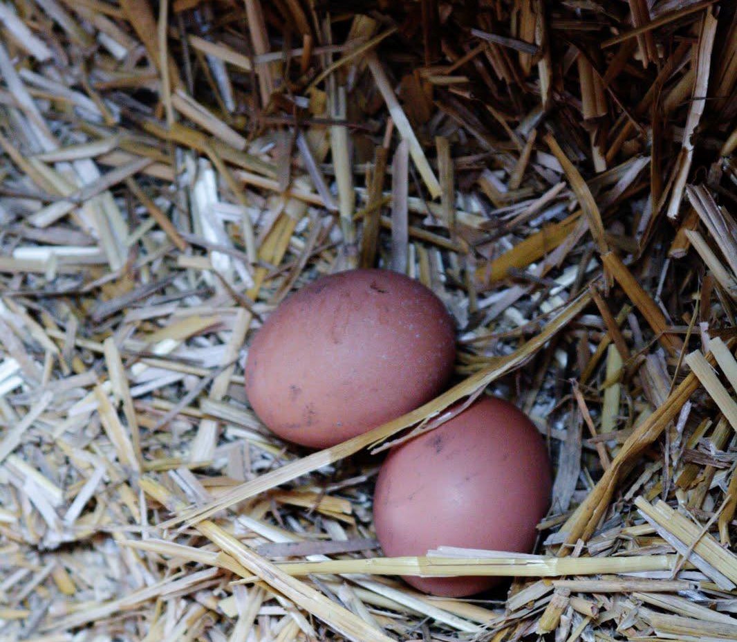 Sælger du æg eller kød fra egne høns? Så kan du få besøg af Fødevarestyrelsen