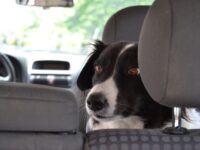 Efterlad aldrig din hund i en varm bil