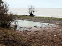 Dagen derpaa stormflod sandsaekke koege bugt knaekket trae okt 23 abw (37) Foto: ABW