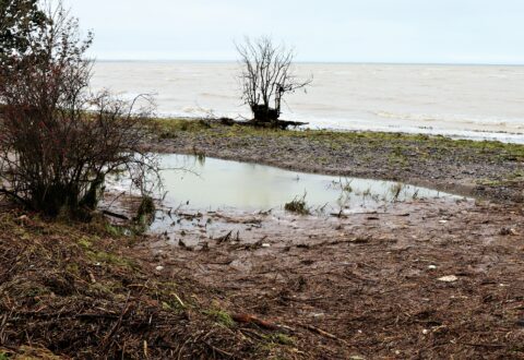 Dagen derpaa stormflod sandsaekke koege bugt knaekket trae okt 23 abw (37) Foto: ABW